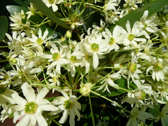 2012_05_27_garden_flowers_fruit_may_2012_001