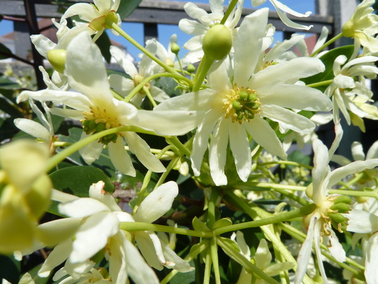 2012_05_27_garden_flowers_fruit_may_2012_002