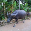 rosaliew