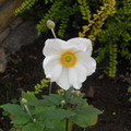 Japanese_anemone
