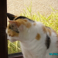 amy