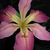 flowersdelight