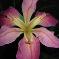flowersdelight