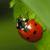 ladybug47