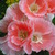 shirley_tulip
