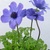 shirley_tulip