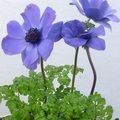 shirley_tulip