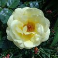 shirley_tulip