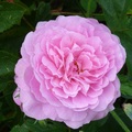 shirley_tulip