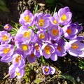 shirley_tulip