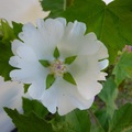 shirley_tulip