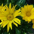 shirley_tulip