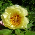shirley_tulip