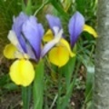 shirley_tulip