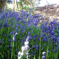 Bluebells_1