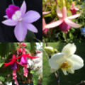 Scotkat