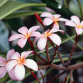 rosepetal