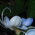 alexandramou