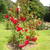 rosemargaret