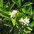 wildrose