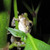 cactinae