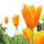 abbieflower251