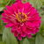 sixpence_48