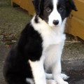 masie