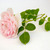 vintage_roses