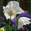 Spring_and_summer....2009_4125