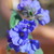 Dottydaisy2