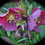 Dottydaisy2