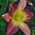 Dottydaisy2