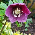 Dottydaisy2