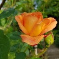 Dottydaisy2