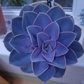 Dottydaisy2