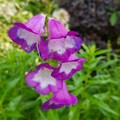 Dottydaisy2