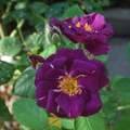 Dottydaisy2