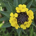 Dottydaisy2