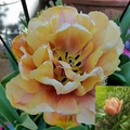 Dottydaisy2