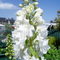 bloomer