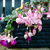 bloomer