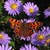 aster