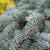 bluespruce
